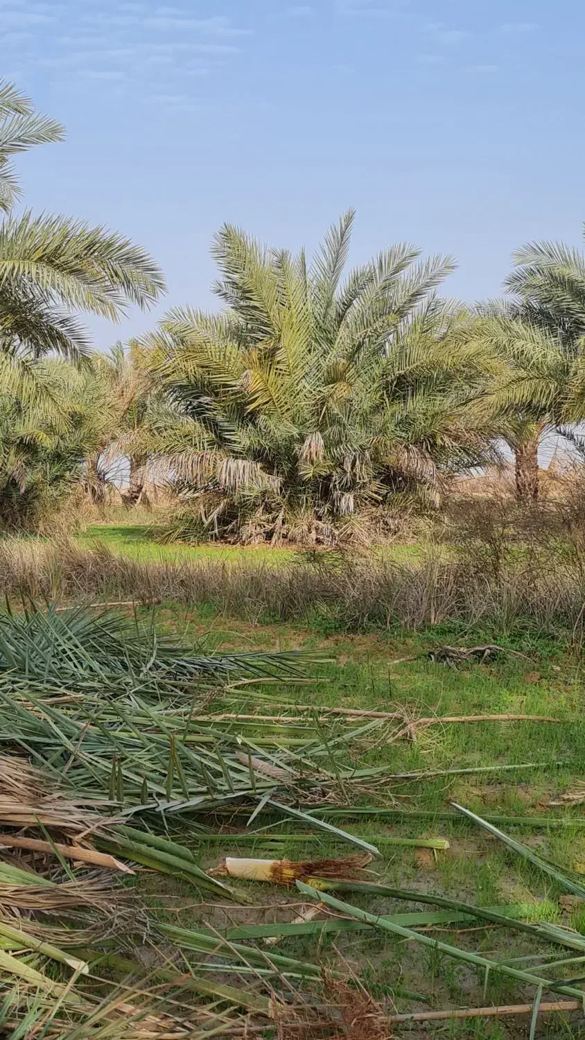 نخل|خدمات باغبانی و درختکاری|چمران, |دیوار