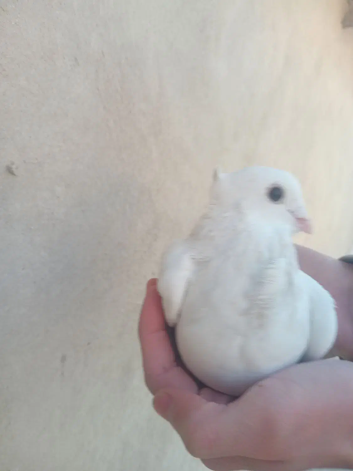 کبوترسینه فری نر|پرنده|کهریزک, |دیوار