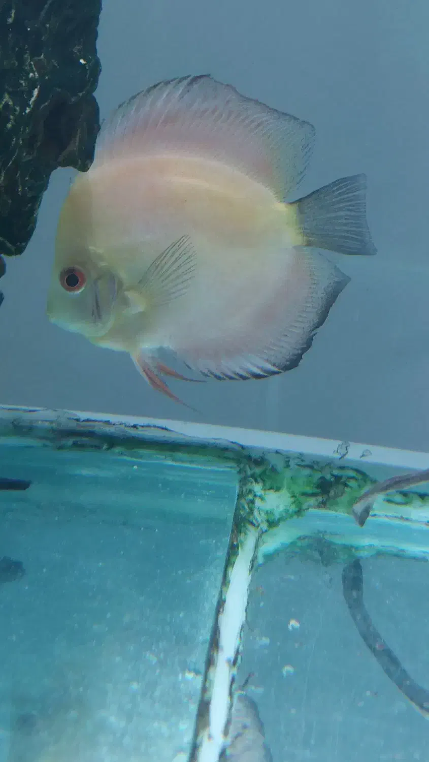 فروش ماهی  دیسکس|ماهی|اندیشه, پرنیان|دیوار