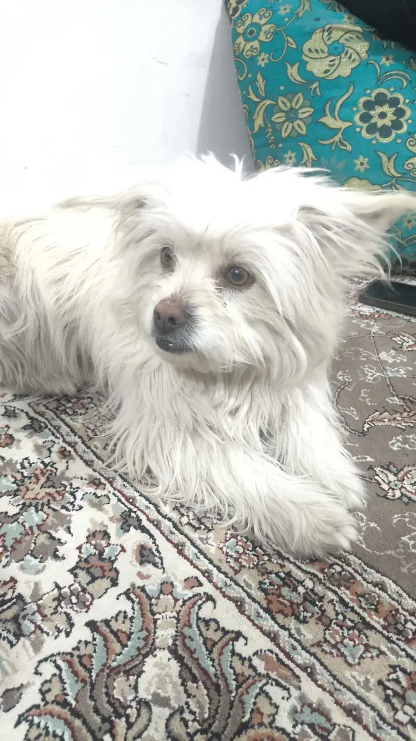 سگ  خانگی|سگ|ساوه, |دیوار