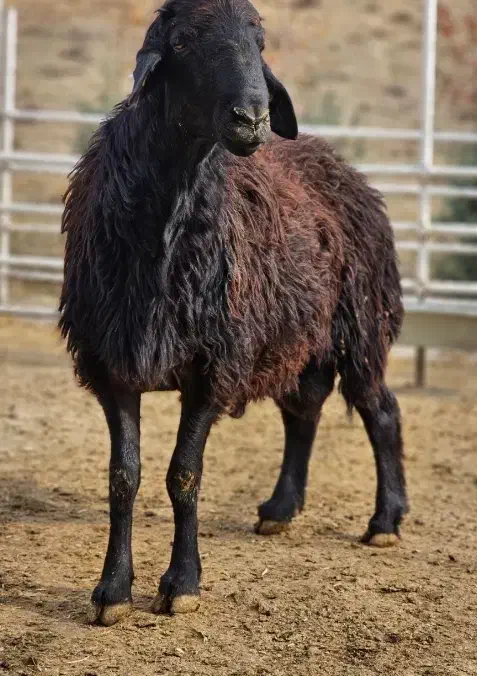 فروش چند میش|حیوانات مزرعه|شیراز, سفیرشمالی|دیوار