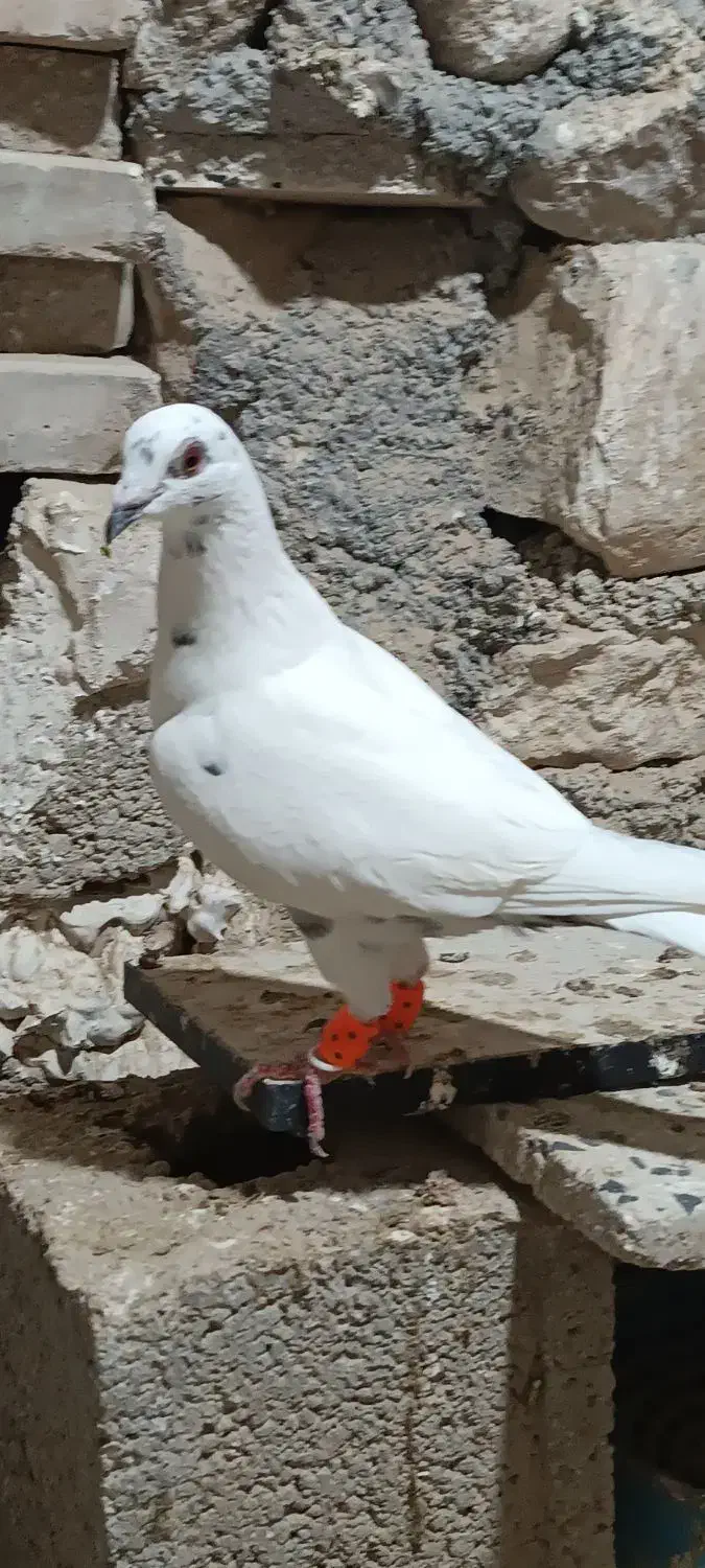 گوره ای|پرنده|بوشهر, |دیوار