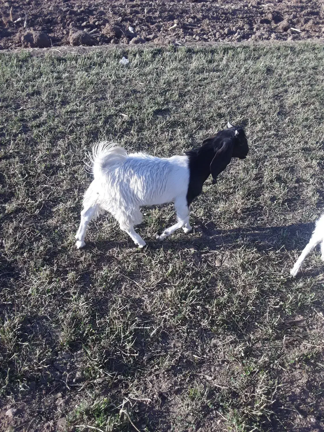 بزغاله نژدی نر تا سه قل|حیوانات مزرعه|فارسان, |دیوار