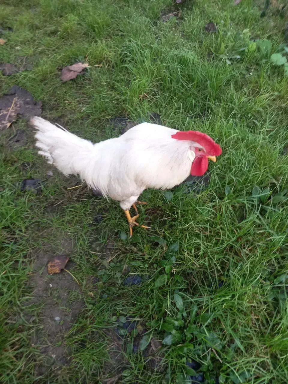 خروس سفید|حیوانات مزرعه|لاهیجان, لیالستان|دیوار