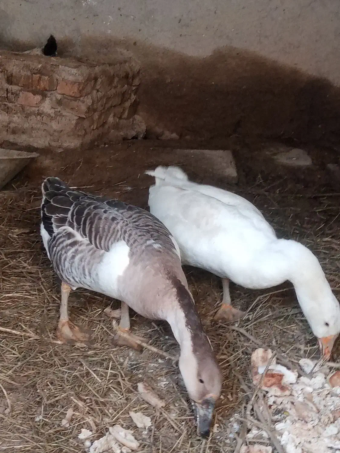 فروش غاز و بلدرچین|حیوانات مزرعه|شاهرود, |دیوار