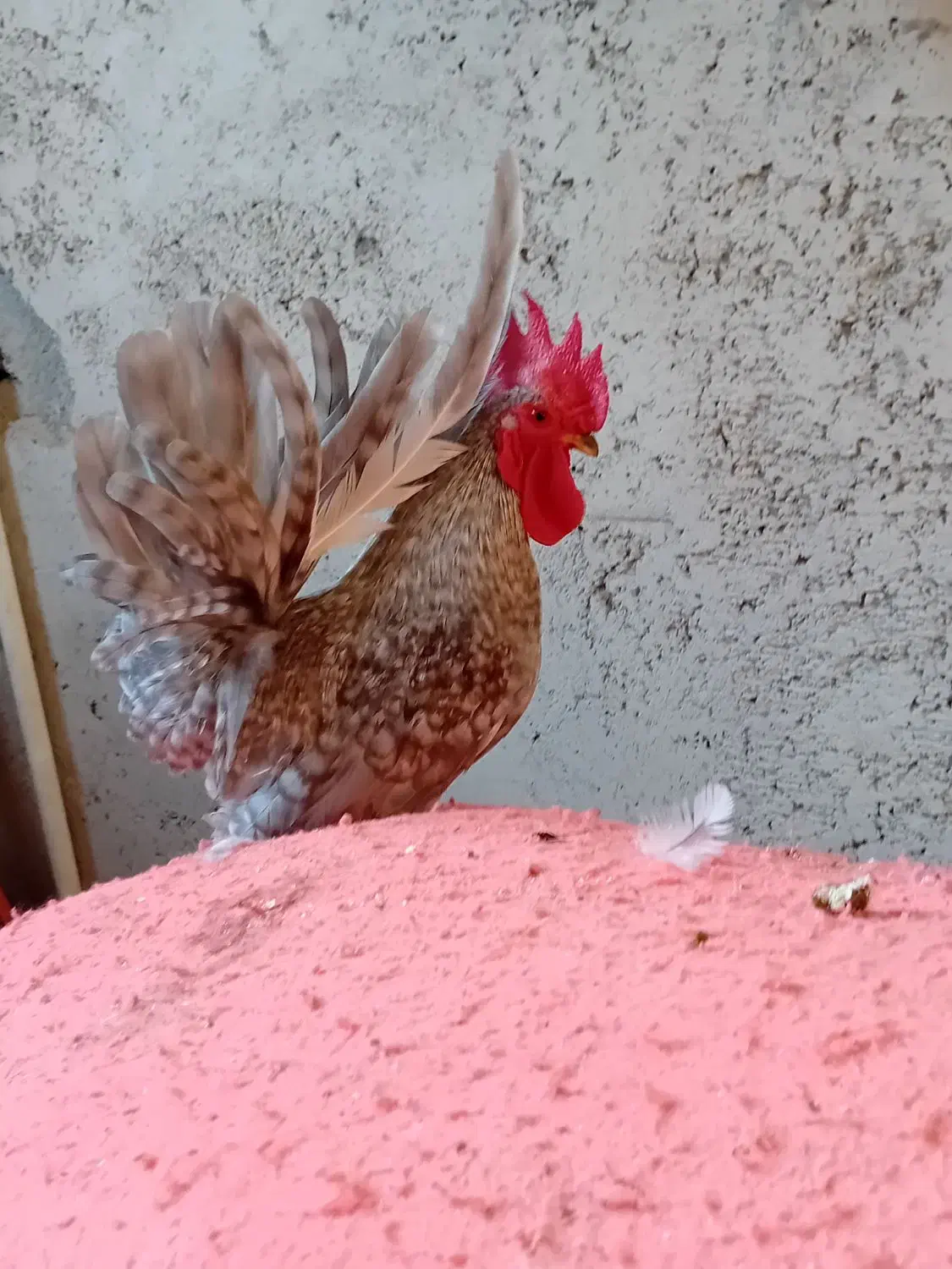 ۳عدد خروس چاپنیز هزارگل|حیوانات مزرعه|آمل, |دیوار