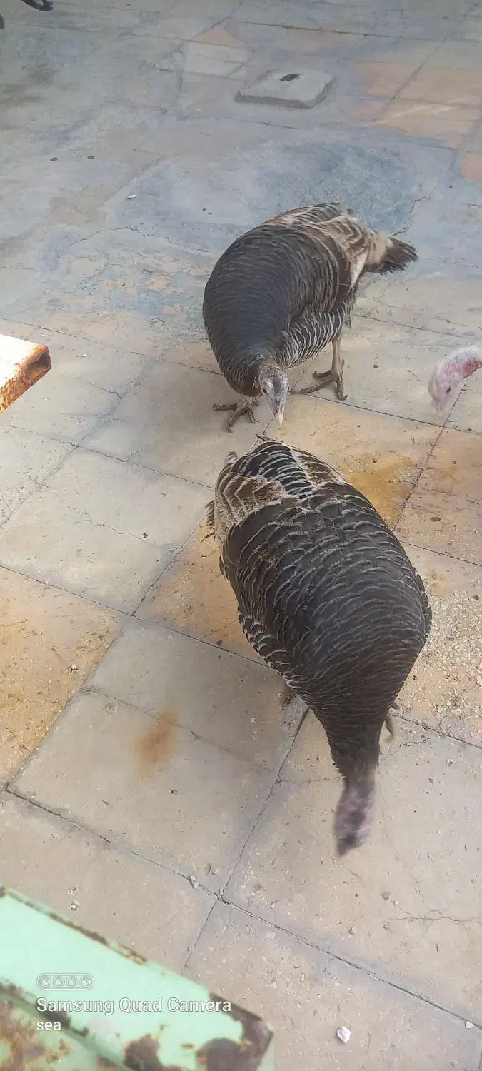 بوقلمون|حیوانات مزرعه|لار, |دیوار