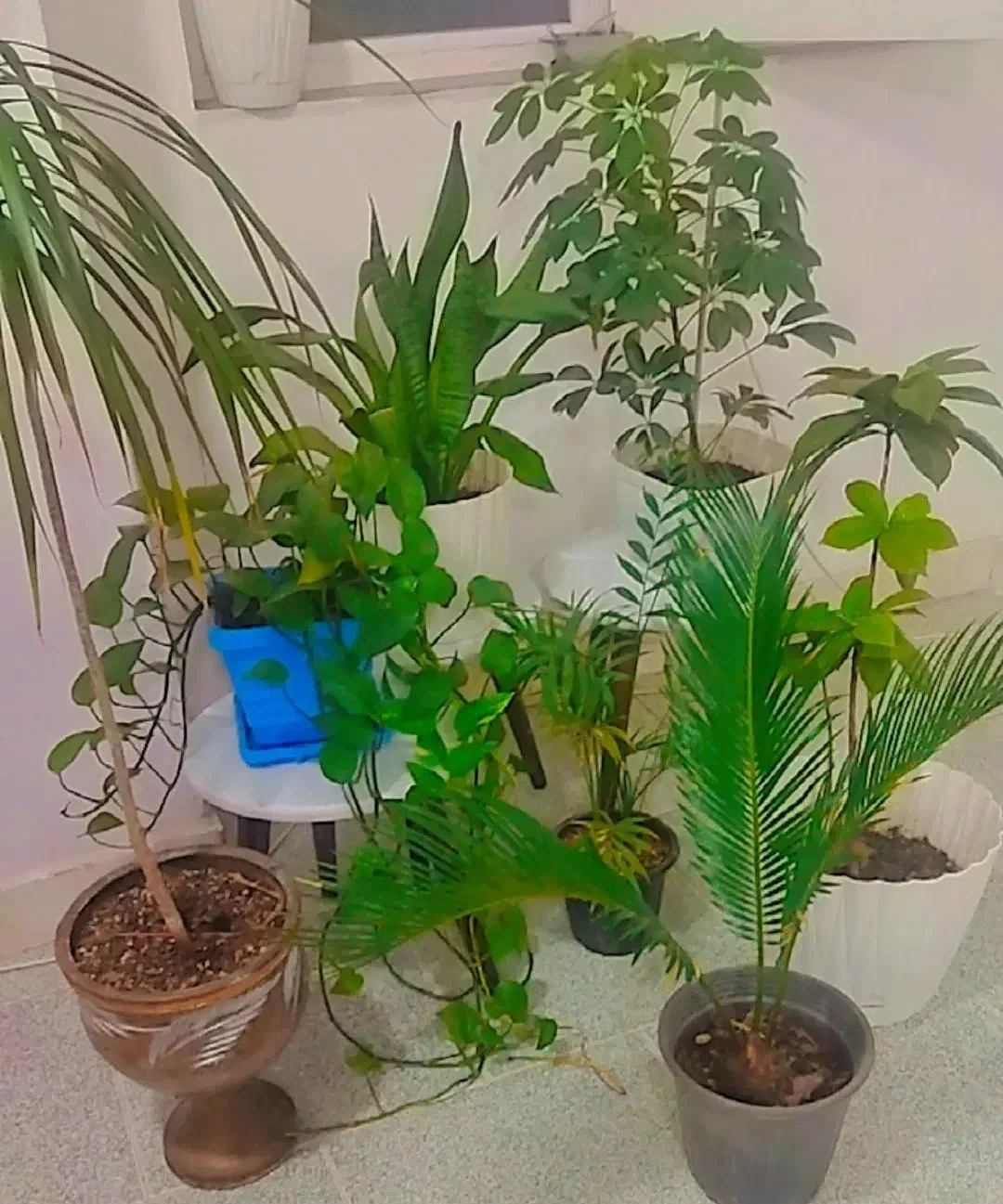 گل آپارتمانی|گل و گیاه طبیعی|بندرعباس, |دیوار