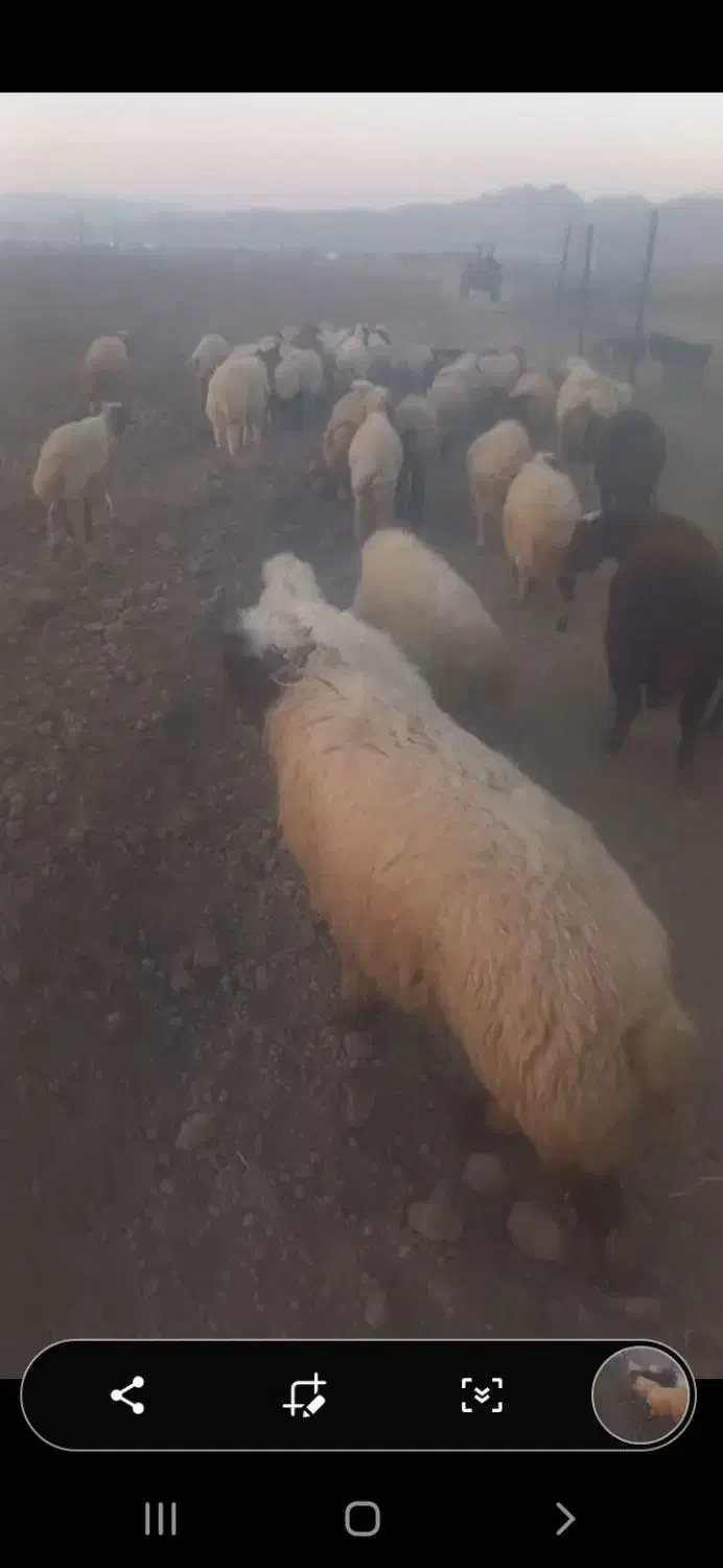 بره سفید صادراتی ۵۰ راس ..میش ابستن و زاییده|حیوانات مزرعه|رومشکان, |دیوار