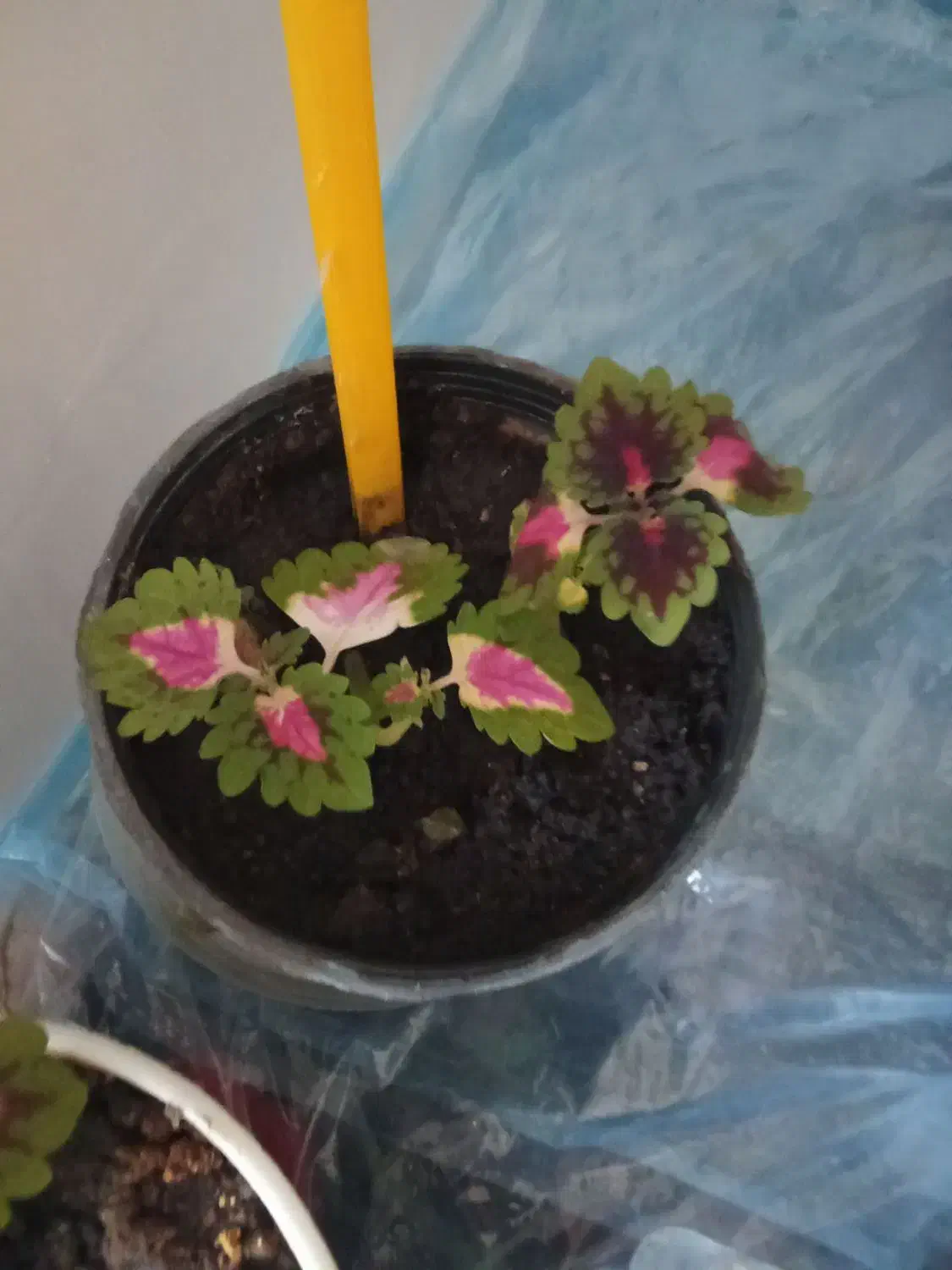 گل پتوس|گل و گیاه طبیعی|بیرجند, |دیوار