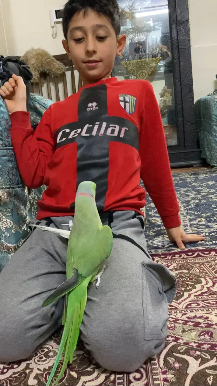 طوطی ملنگو نر گمشده|حیوانات|تهران, جوادیه|دیوار