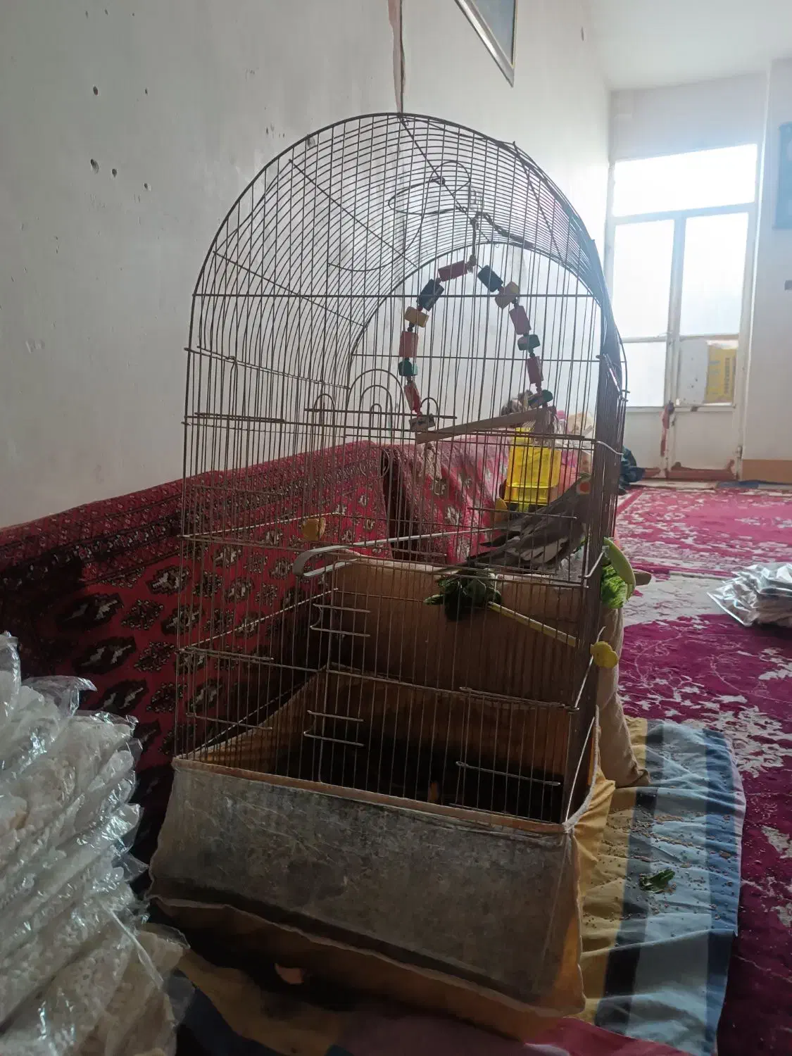 عروس هلندی با قفس و لوازم|پرنده|سبزوار, شرق کال شمالی|دیوار