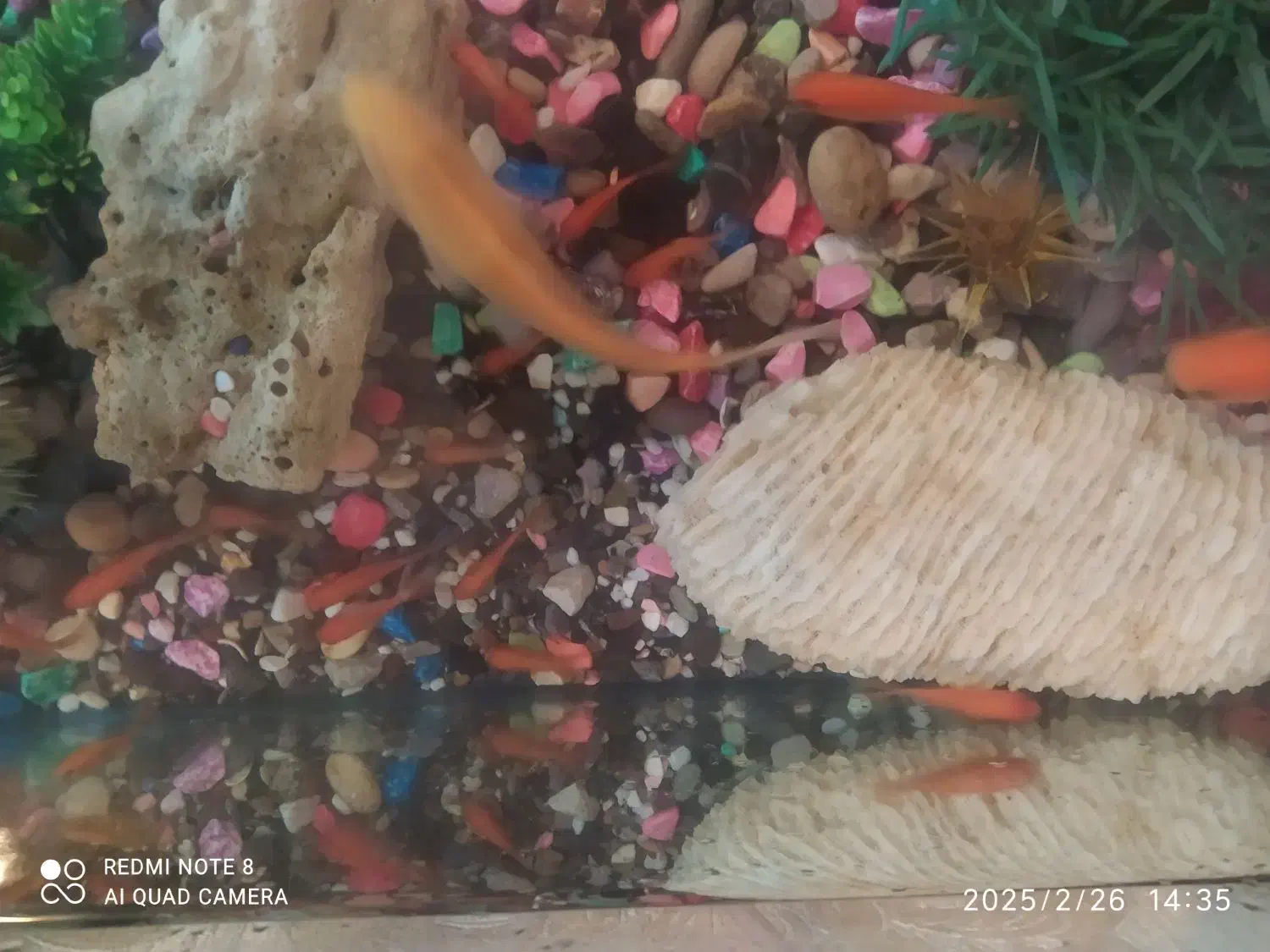 دوچرخه۲۰اکواریوم ماشین شارژی ۲نفره بزرگ|دوچرخه، اسکیت، اسکوتر|شوشتر, |دیوار