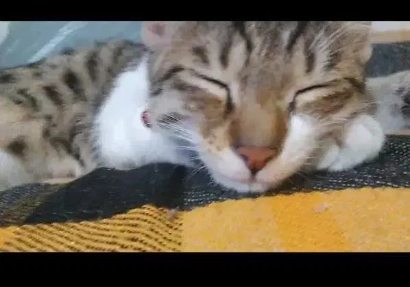 واگذاری گربه پسر‌۷ ماهه(شرح در توضیحات)|گربه|ارومیه, |دیوار