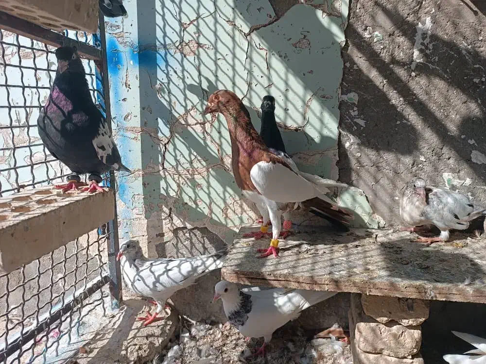 کبوتر دورگ|پرنده|کرخه, |دیوار