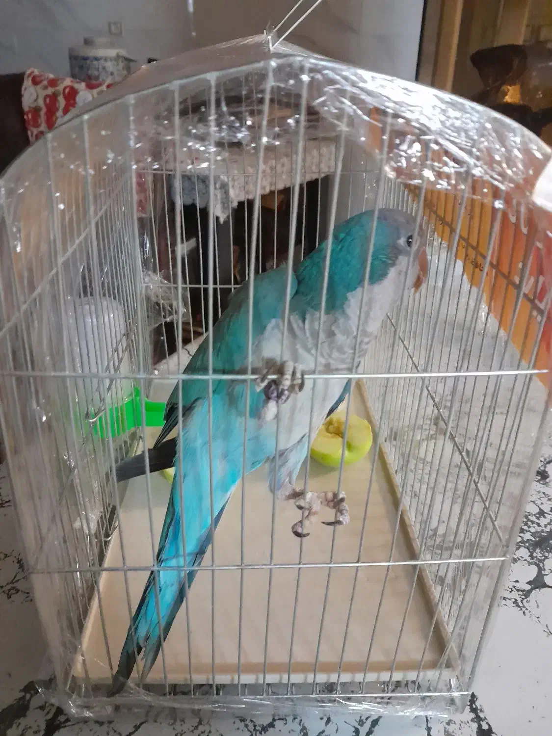 طوطی راهب نر بالغ|پرنده|اصفهان, ملک‌شهر|دیوار