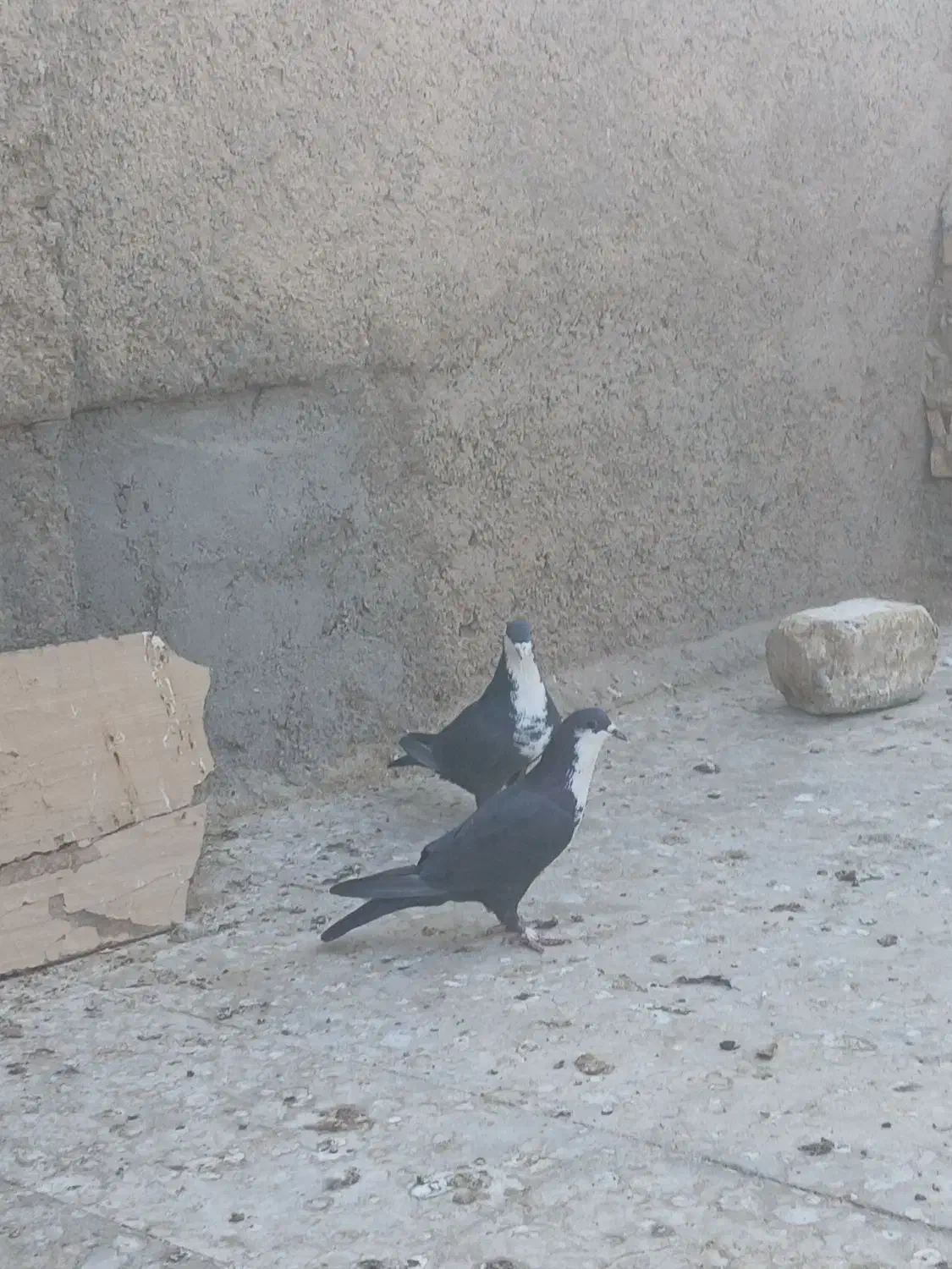 کبوتر ریش|پرنده|اشکذر, |دیوار