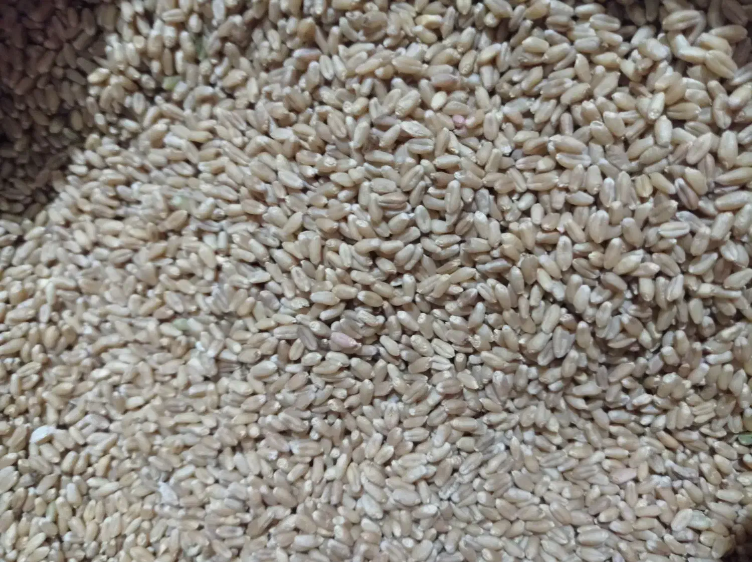 بذر گندم پایا بوجاری شده|عمده‌فروشی|فراغی, |دیوار