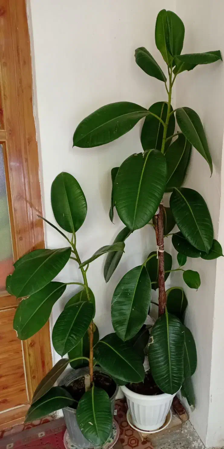 گل فیکوس|گل و گیاه طبیعی|شهرکرد, |دیوار