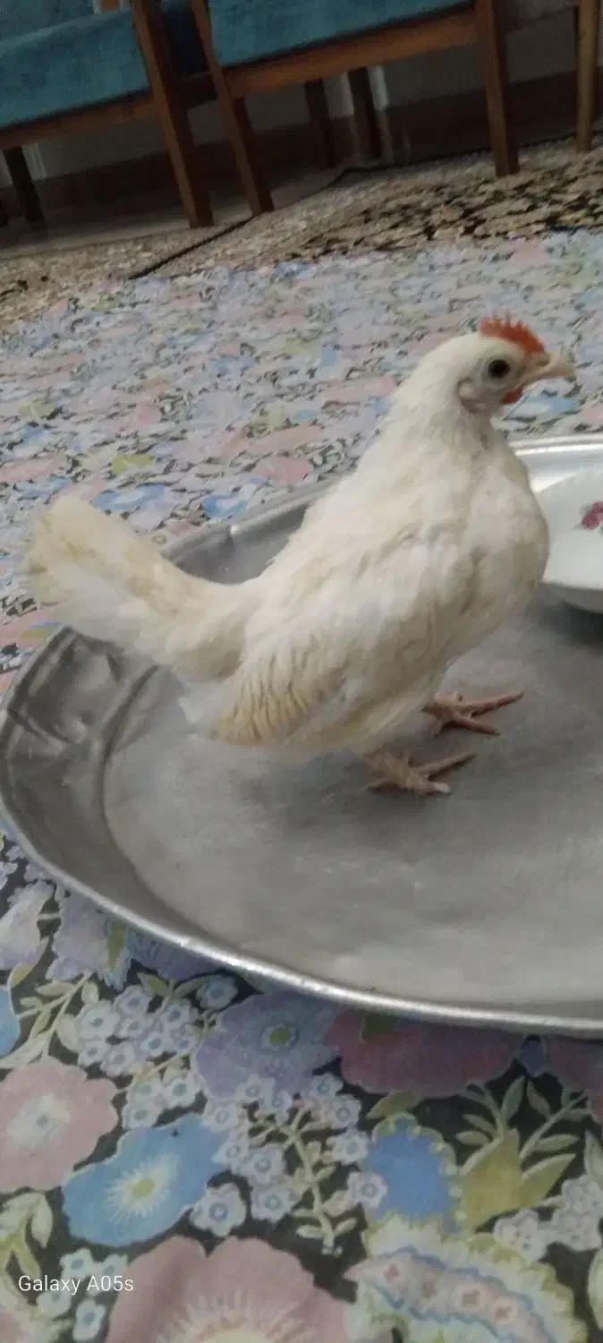 جوجه خروس جینی|حیوانات مزرعه|رشت, پیرکلاچای|دیوار