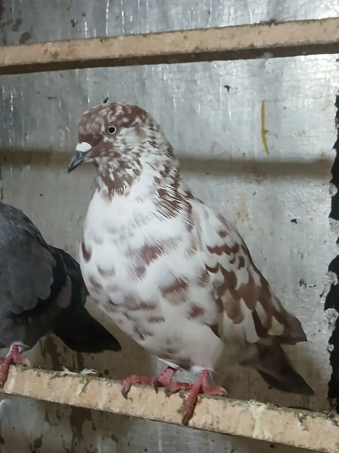 تعدادی کبوتر پرشی|پرنده|لاهیجان, گلستان|دیوار