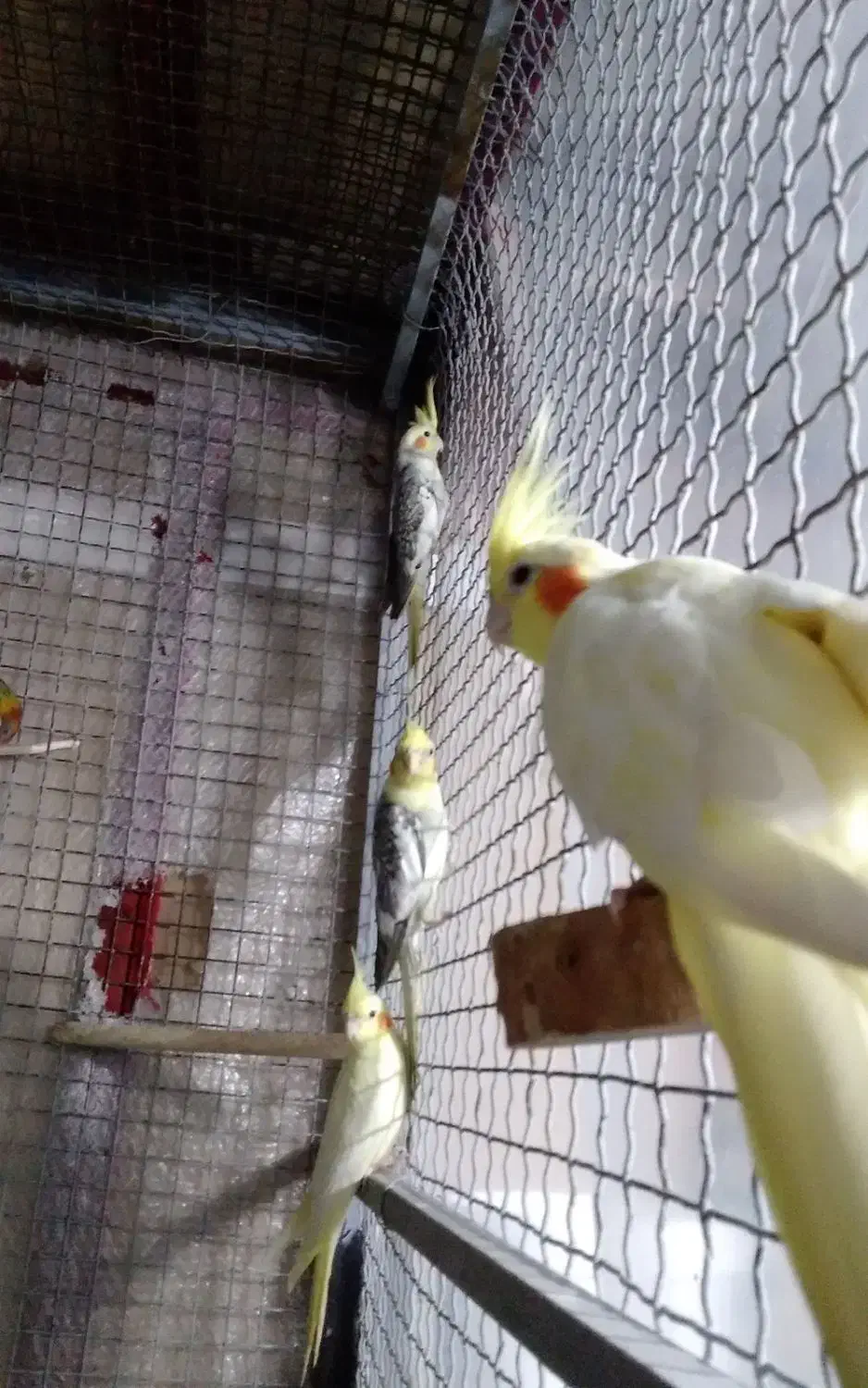 عروس هلندی|حیوانات مزرعه|کرج, اصفهانیها|دیوار