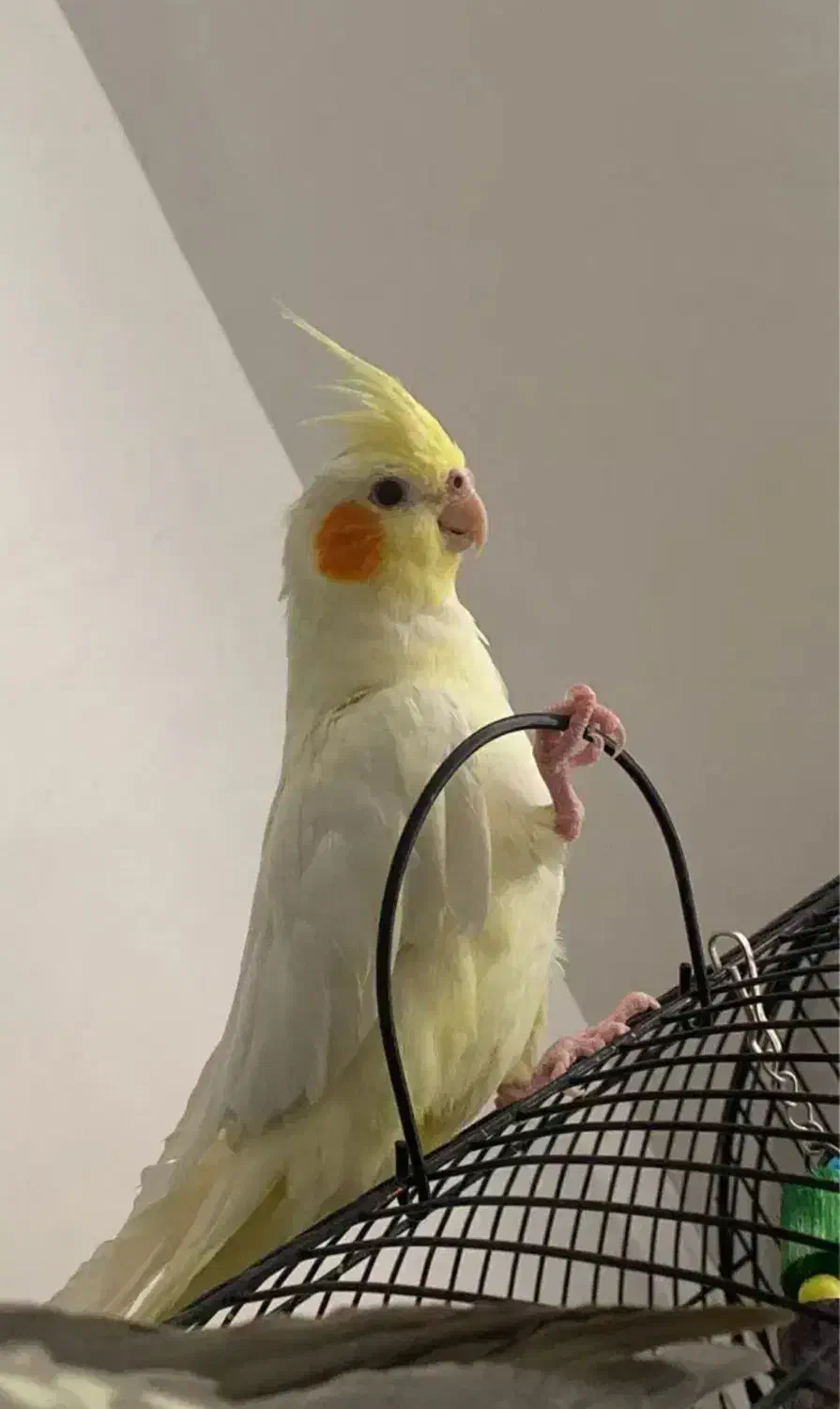 طوطی عروسی|پرنده|الوند, |دیوار