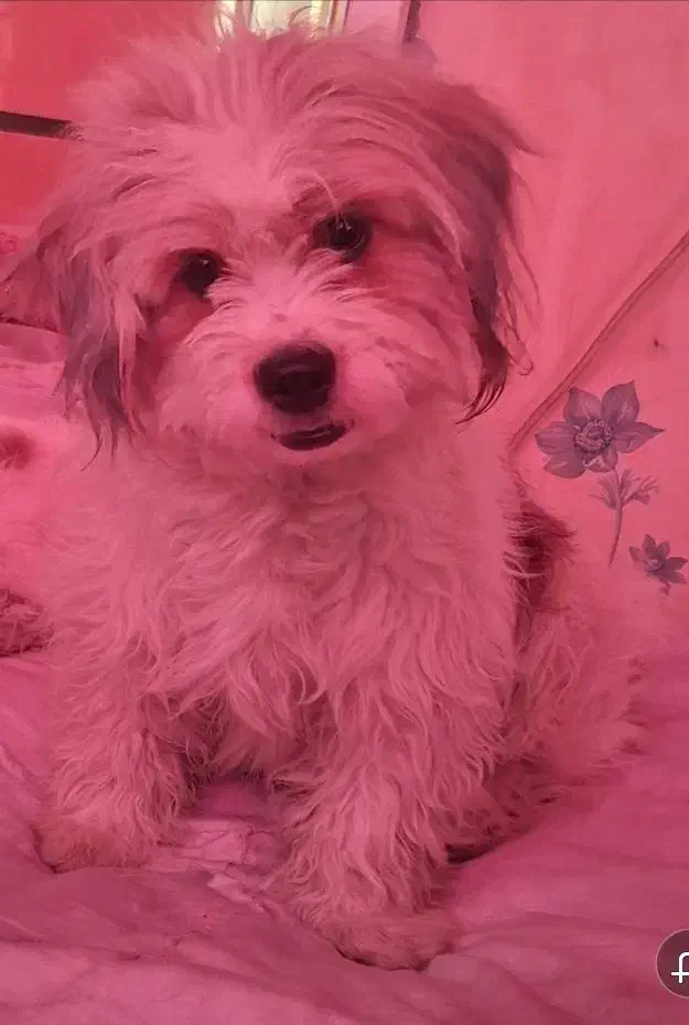 سگ گم شده|حیوانات|ملارد, |دیوار