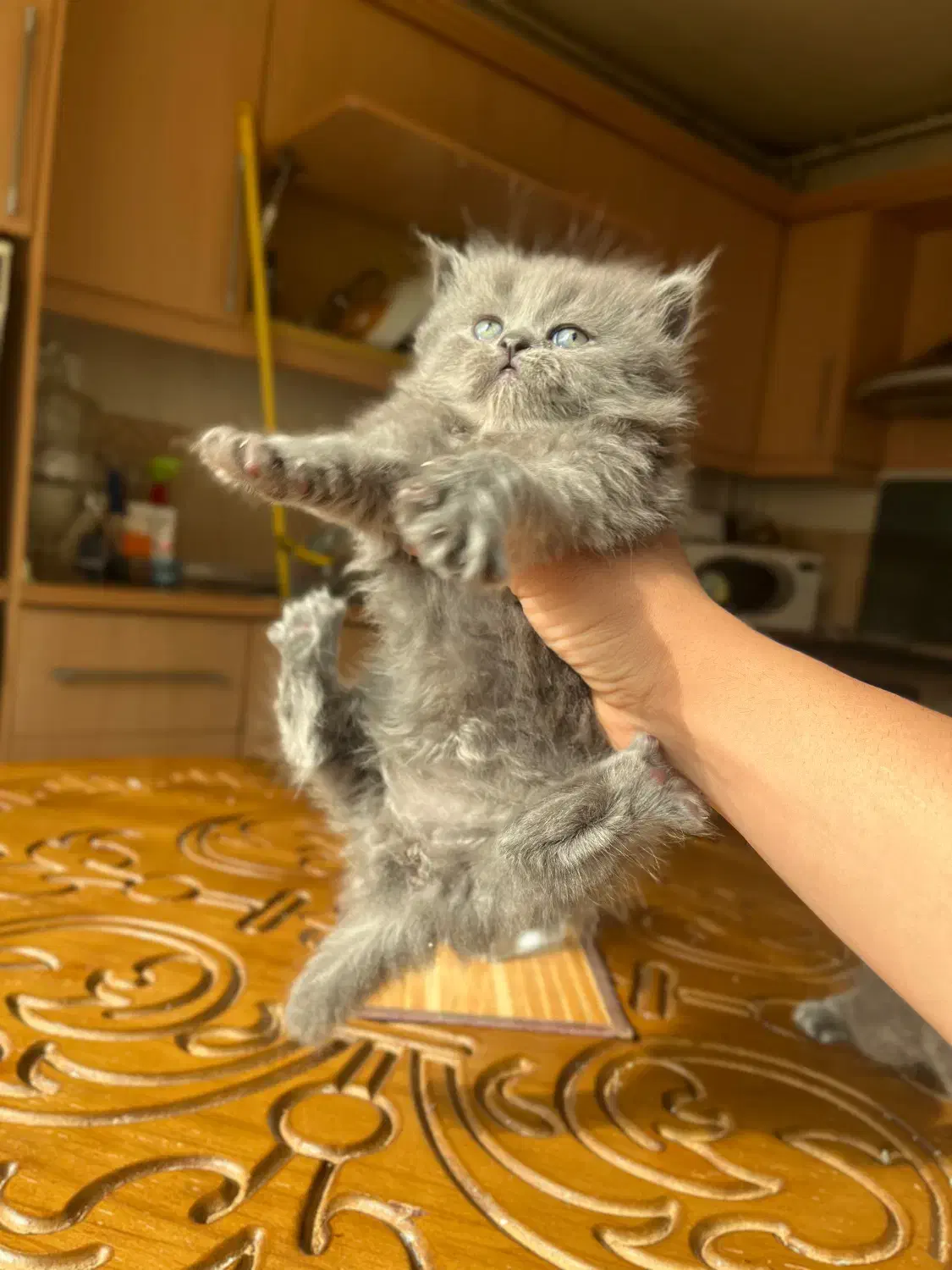 دختر اسکاتیش مدیوم هیر|گربه|خرم‌آباد, |دیوار