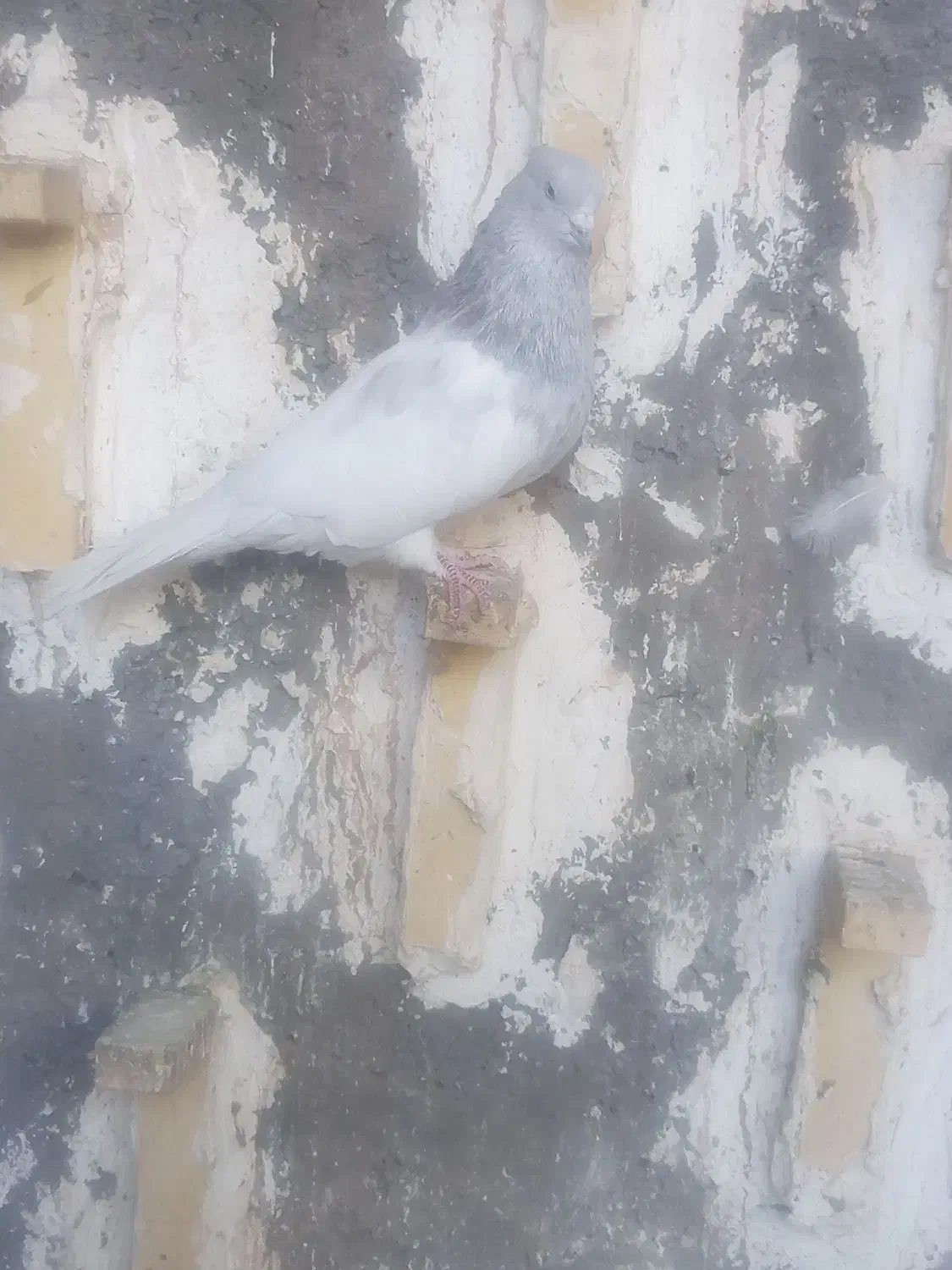 کفتر|پرنده|بم, |دیوار