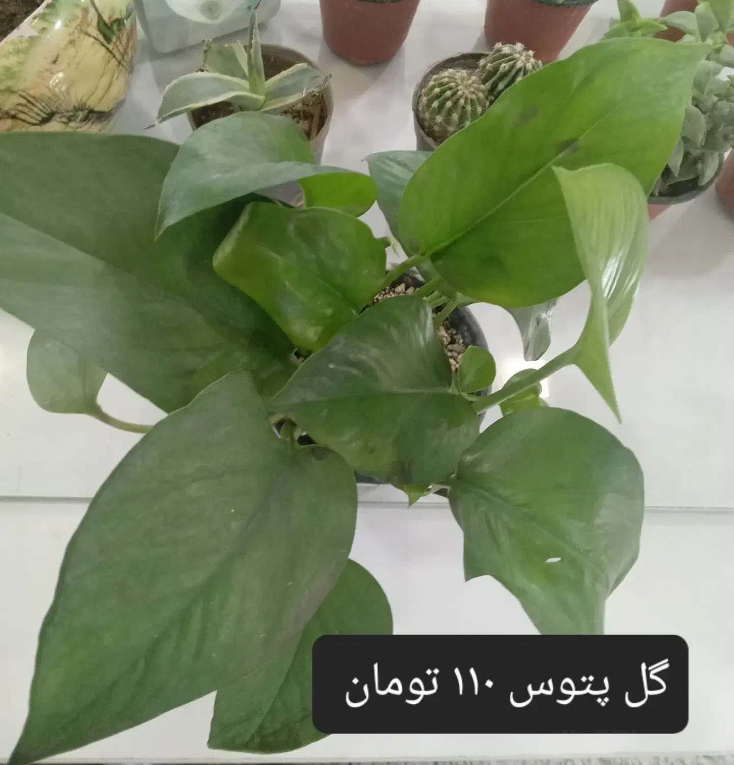 انواع گل کاکتوس گل آپارتمانی گل شکوفه|گل و گیاه طبیعی|نجفآباد, ریاضی|دیوار