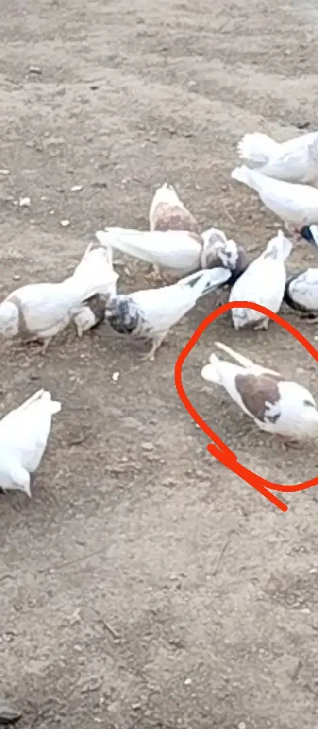 کبوتر دوکت|حیوانات|جوکار, |دیوار