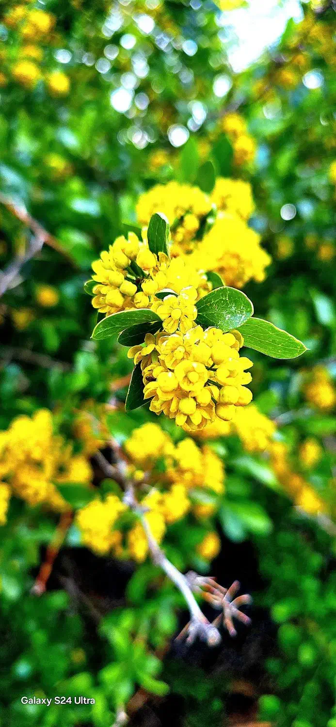 s24 ultra 256 12G vi|موبایل|بیرجند, |دیوار