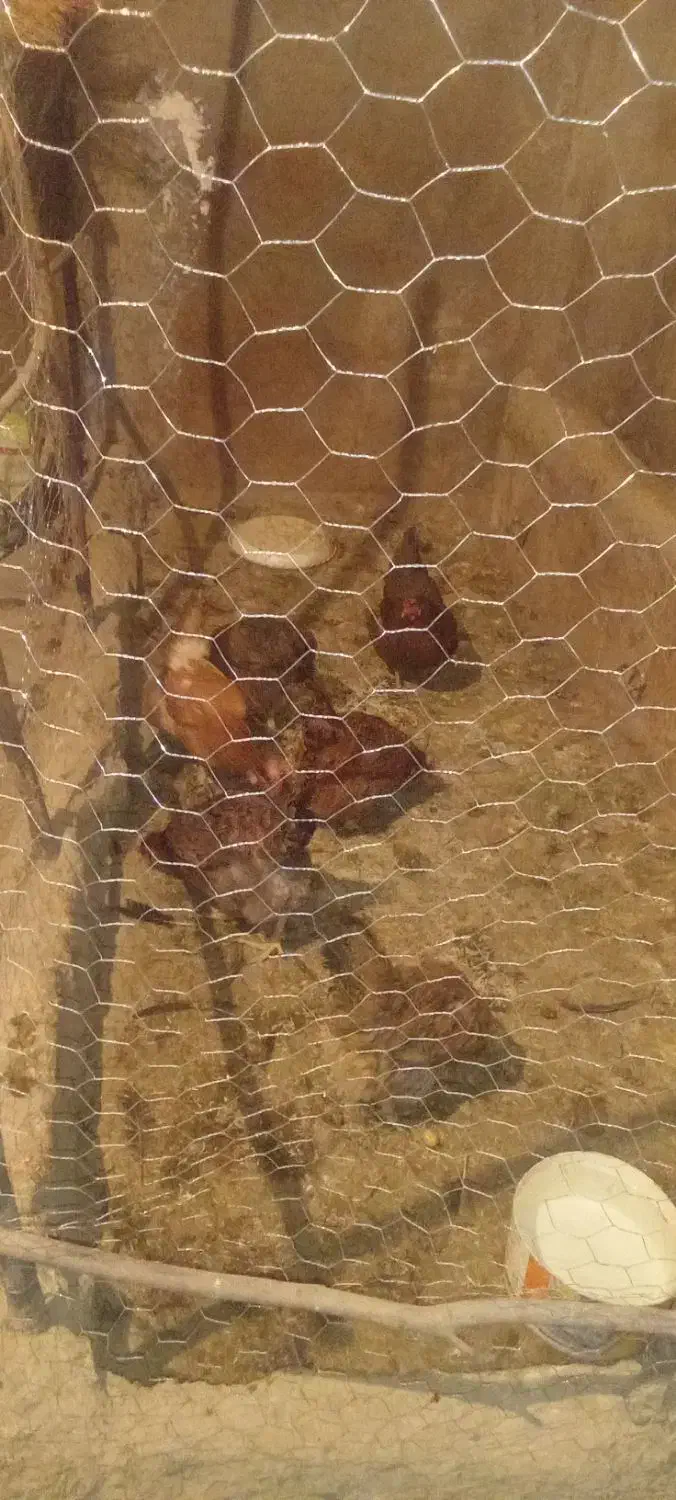 مرغ محلی تخم گذار|حیوانات مزرعه|زرین دشت (همدان), |دیوار