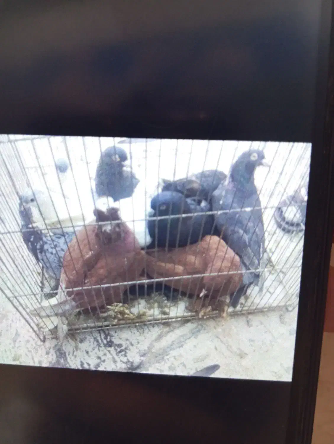 ۱۰عددکبوتر|پرنده|صوفیان, |دیوار