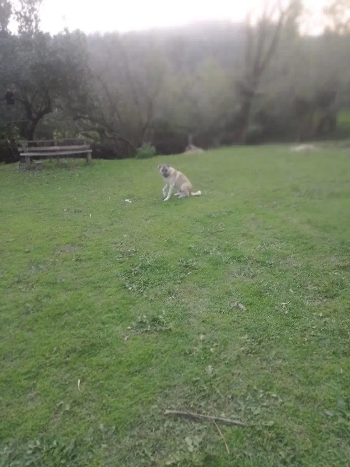 سگ چوپانی و محلی|سگ|احمدسرگوراب, |دیوار