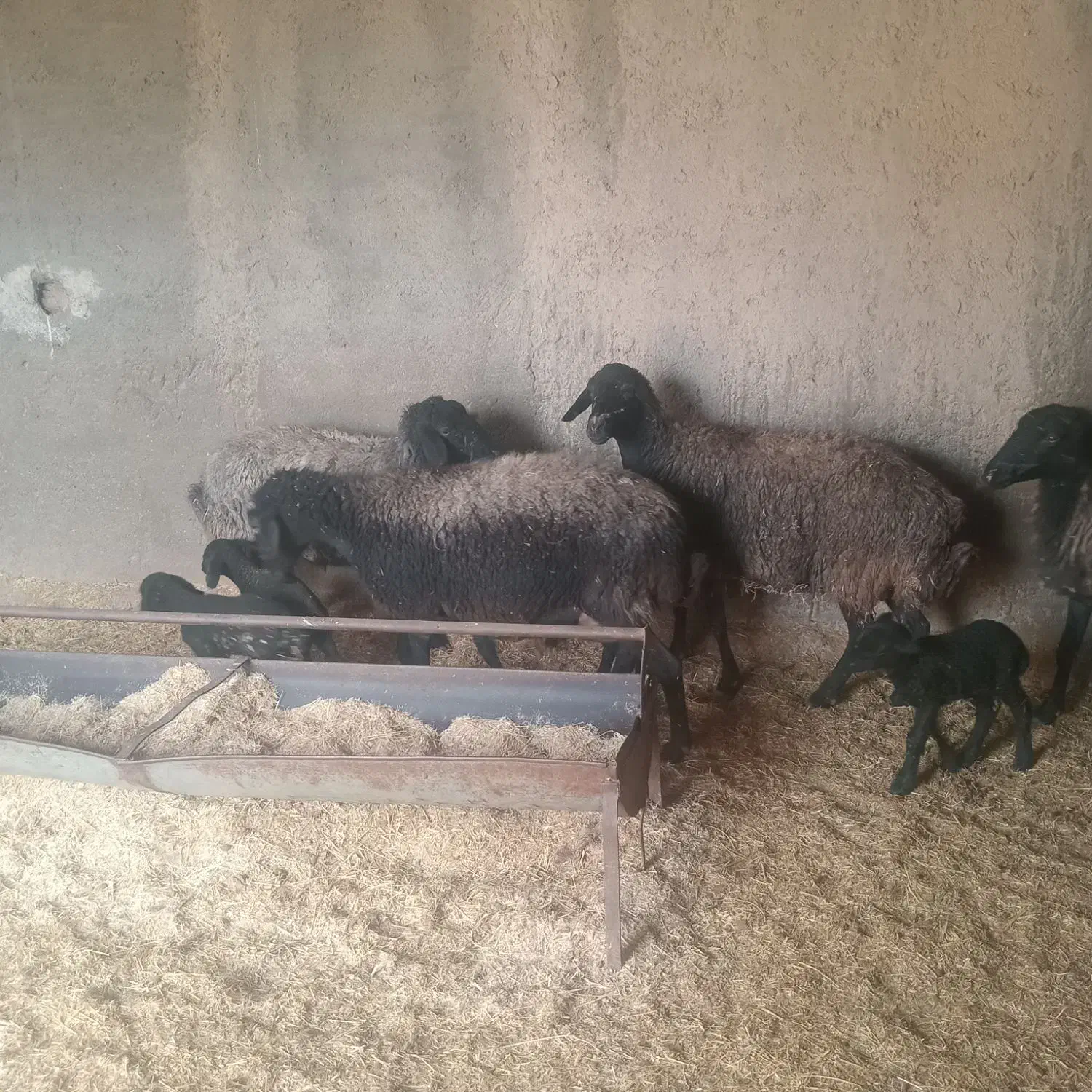 ۴راس میش|حیوانات مزرعه|جوادآباد, |دیوار