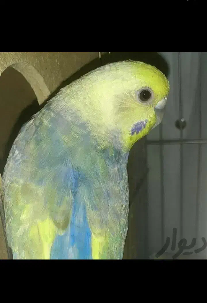 مرغ عشق خاص رینبو خاص رنگین کمانی|پرنده|تهران, سجاد|دیوار