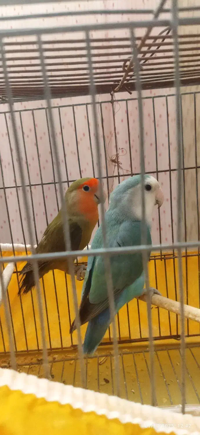 طوطی برزیلی نر و ماده|پرنده|اصفهان, سپاهانشهر|دیوار