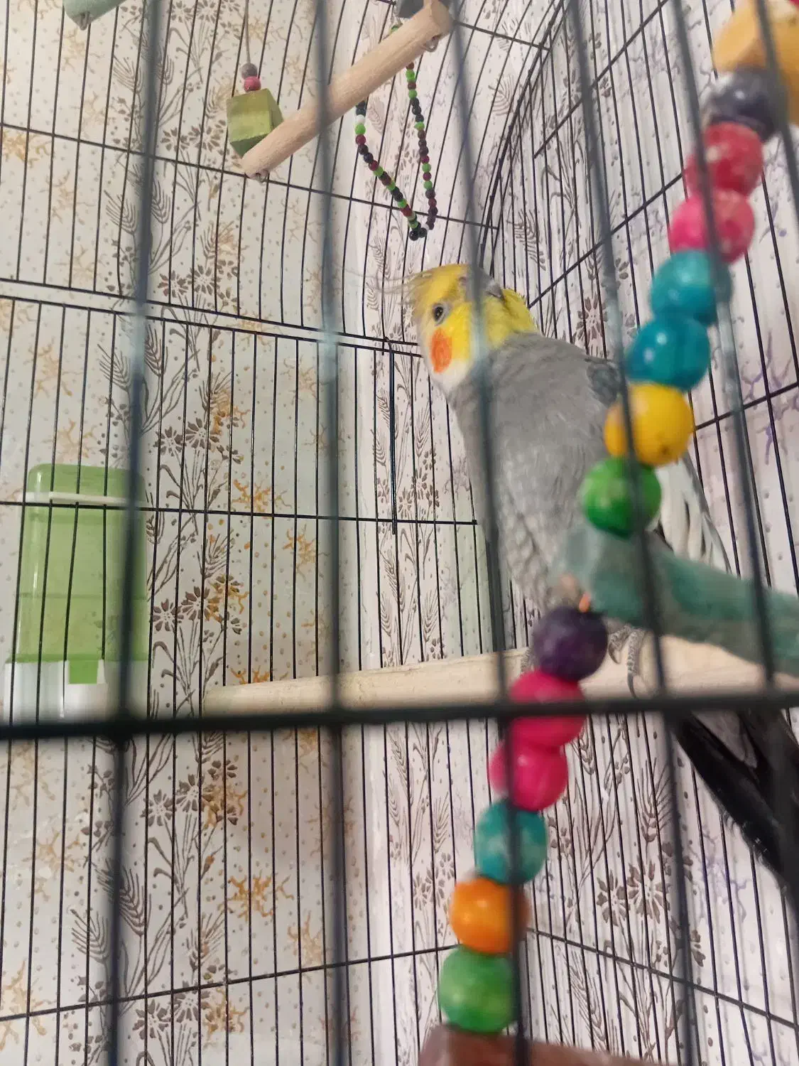 عروس‌هلندی|پرنده|نیمروز, |دیوار