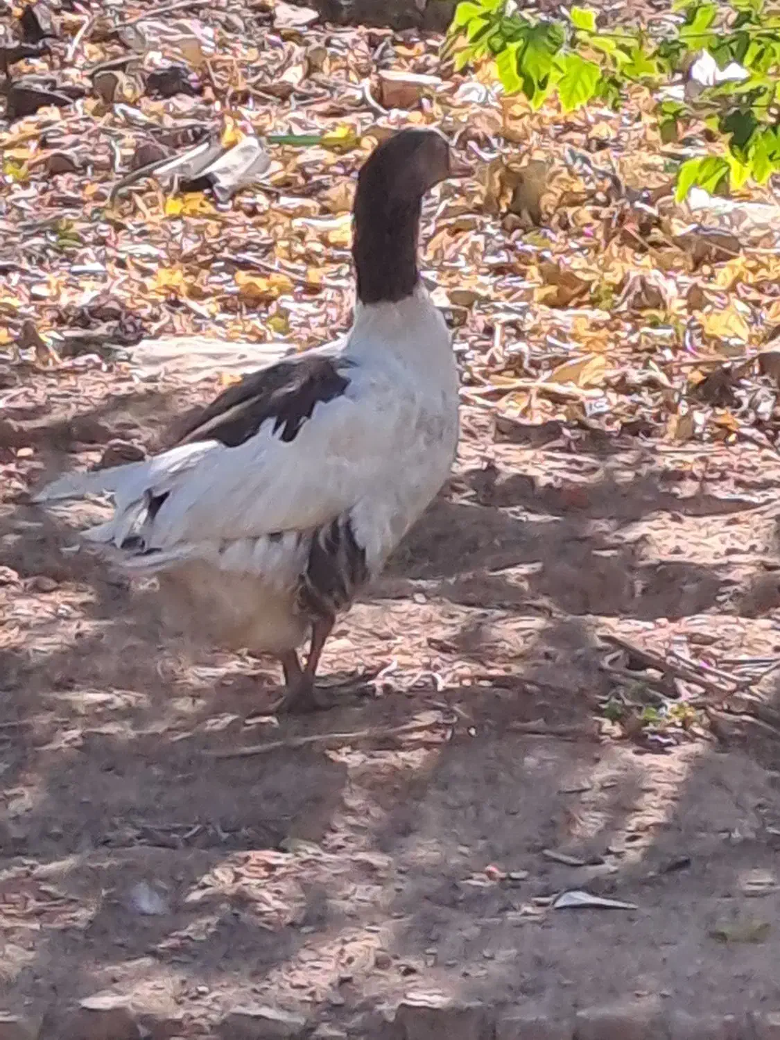 غاز|حیوانات مزرعه|محلات, |دیوار