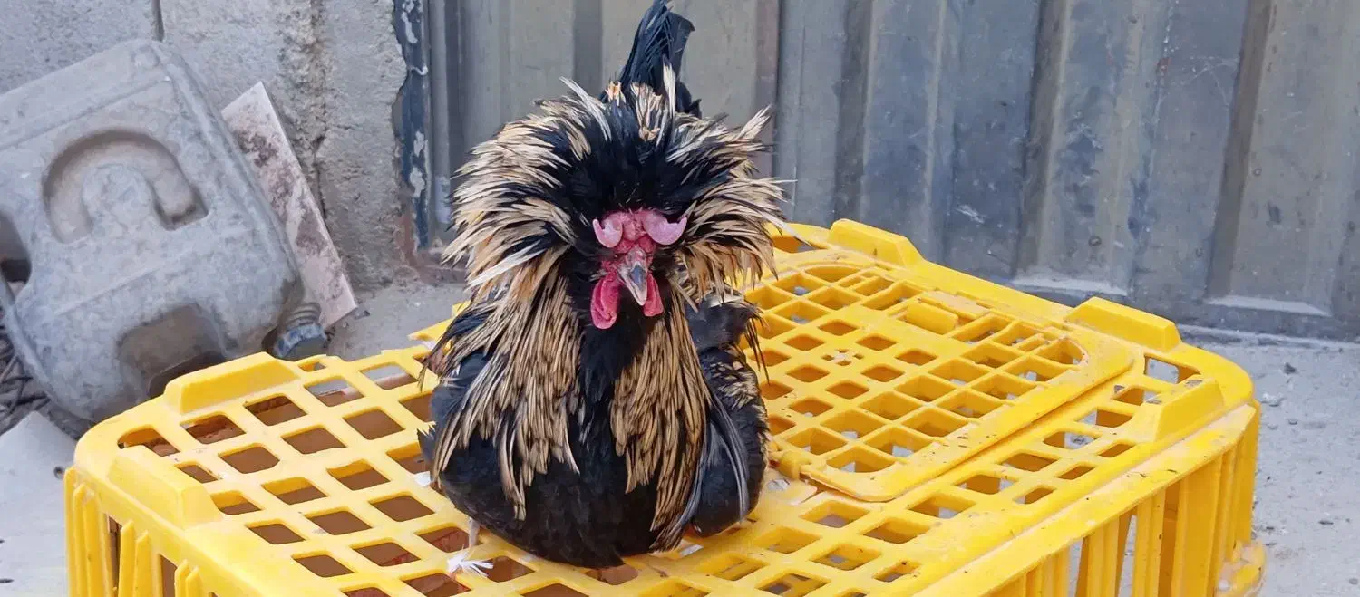 خروس زینتی به فروش میر سد|حیوانات مزرعه|گلپایگان, |دیوار