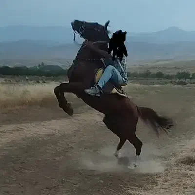 فروش اسب|اسب و تجهیزات اسب‌سواری|نورآباد, |دیوار