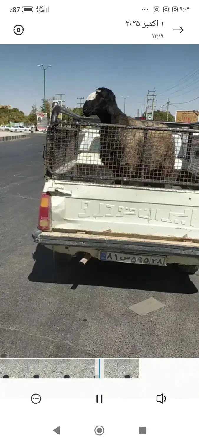 قوچ دزدیده شده|حیوانات|رزن, |دیوار