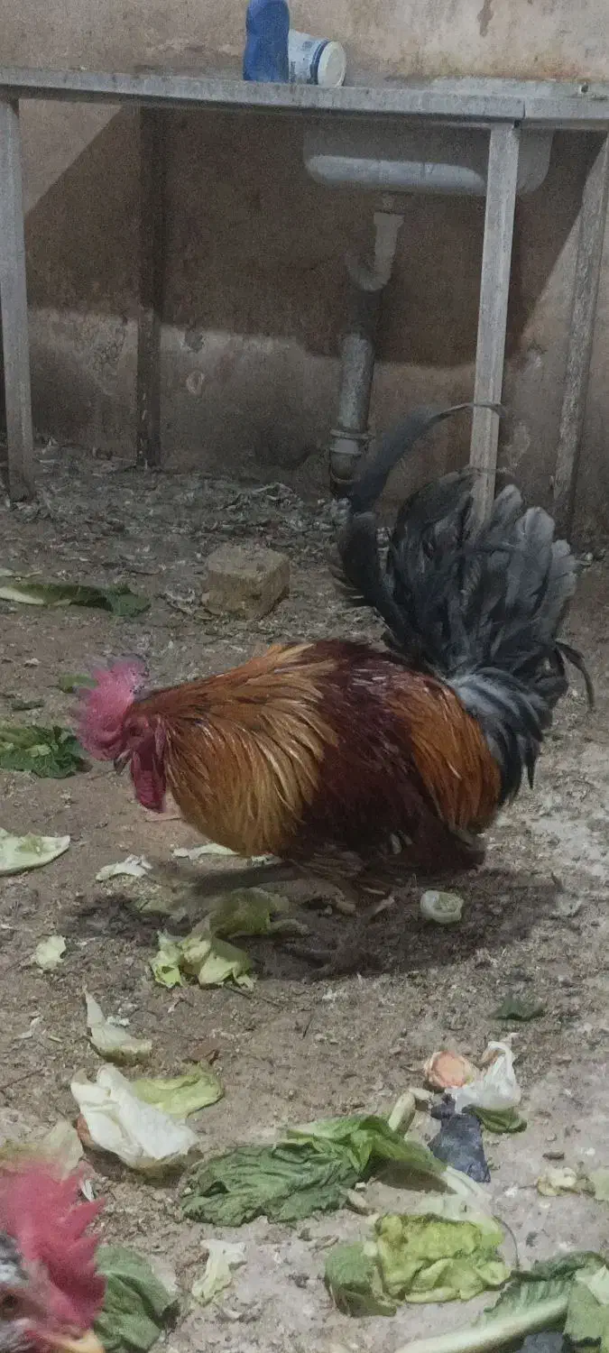 خروس محلی|حیوانات مزرعه|شاهین‌شهر, گزبرخوار|دیوار