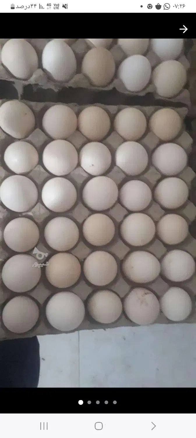 تخم اوشاموخالص|حیوانات مزرعه|قائمشهر, |دیوار