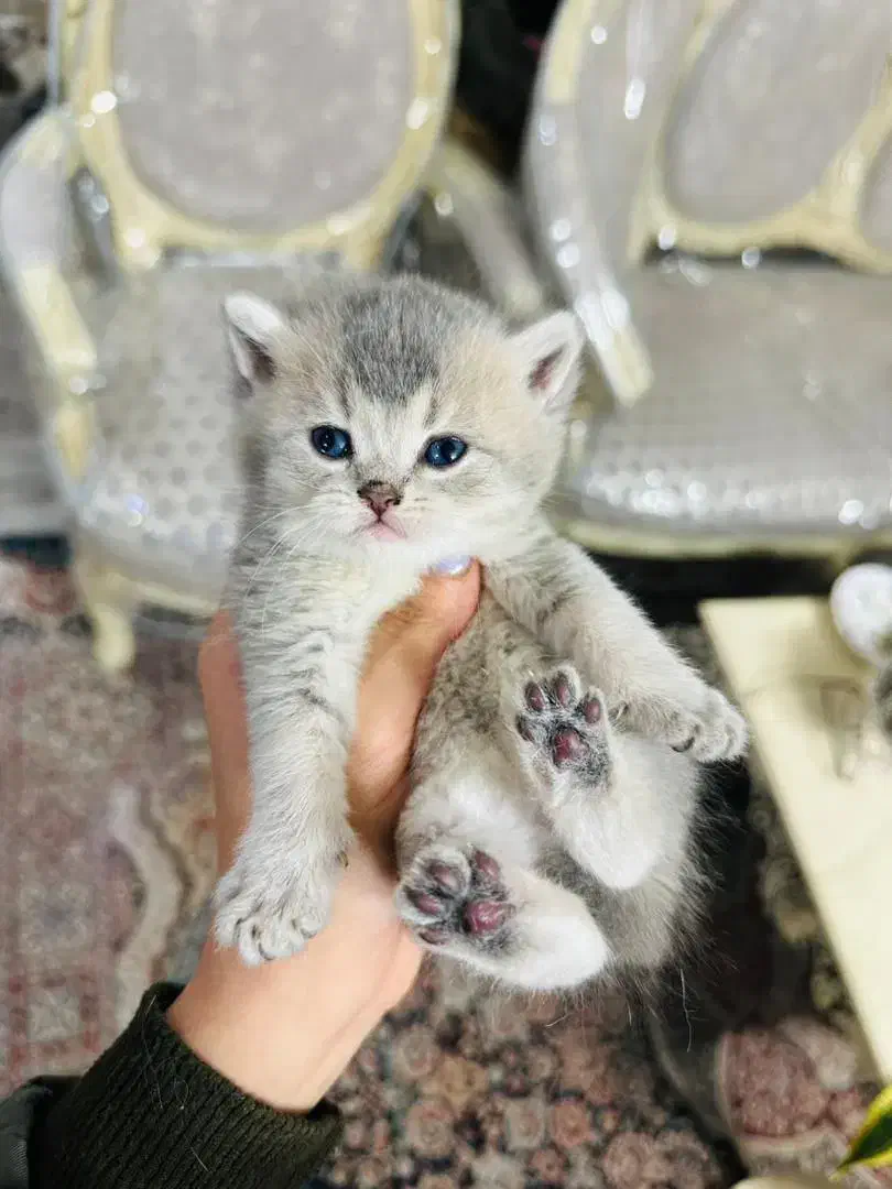 توپای پشمکی|گربه|یزد, |دیوار