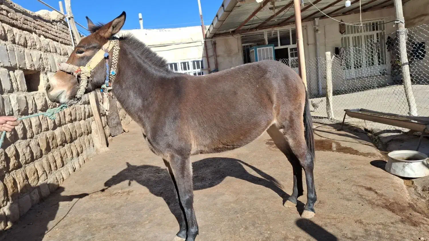 قاطر|حیوانات مزرعه|کوهدشت, |دیوار