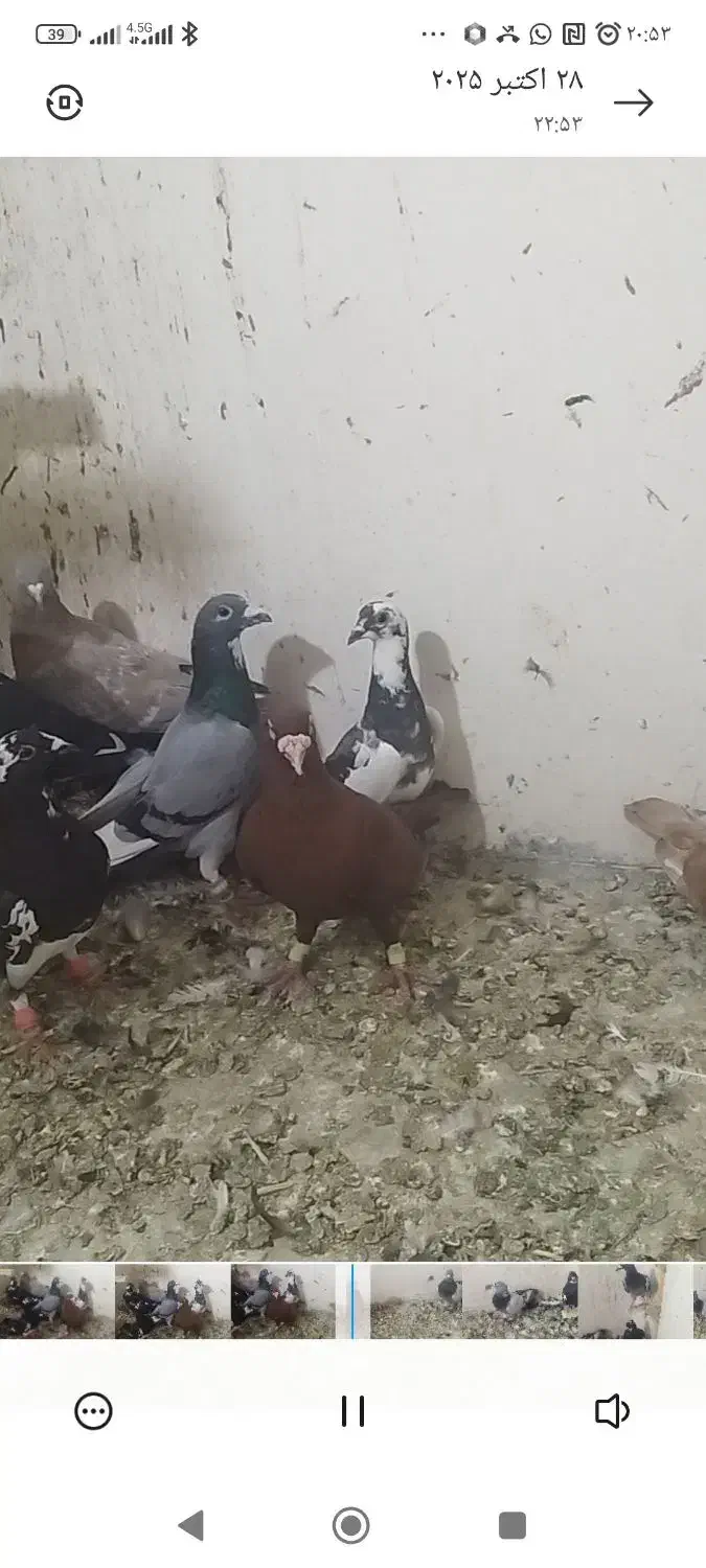 ۱۱عددکفتر پلاکی پرشی|پرنده|داراب, |دیوار