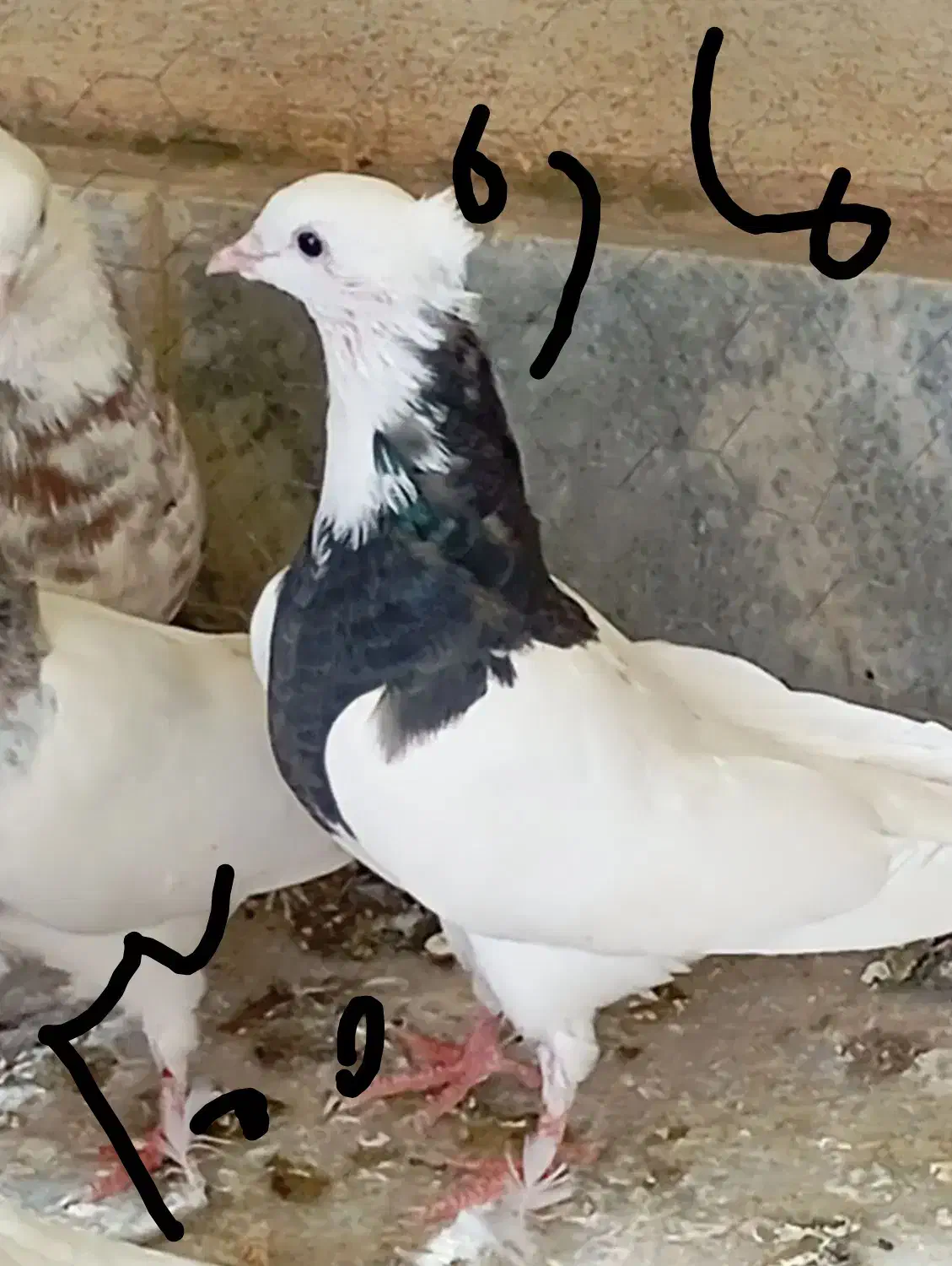 کبوتر|پرنده|سنندج, |دیوار